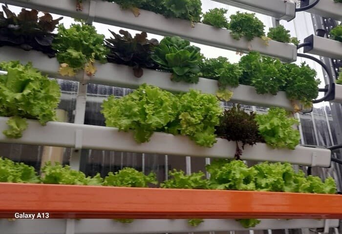 Huerta CEI Altos del Cabo fondacio