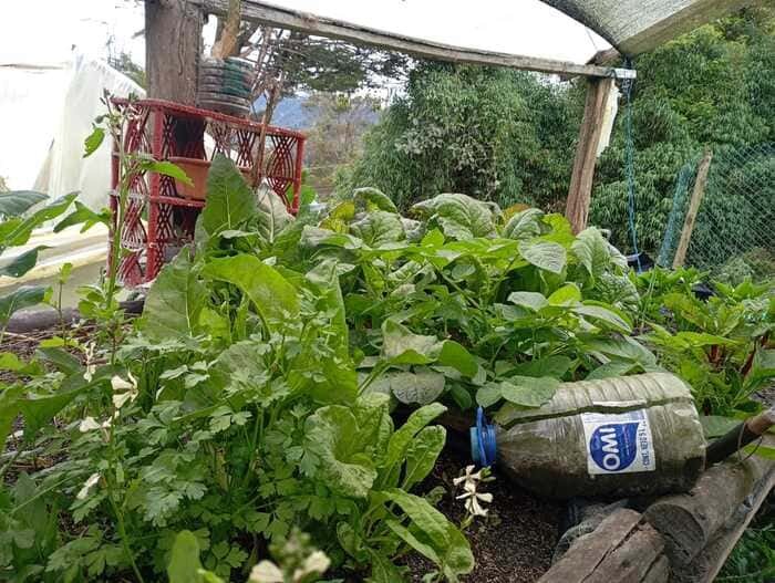 Los pensamientos de Alicia