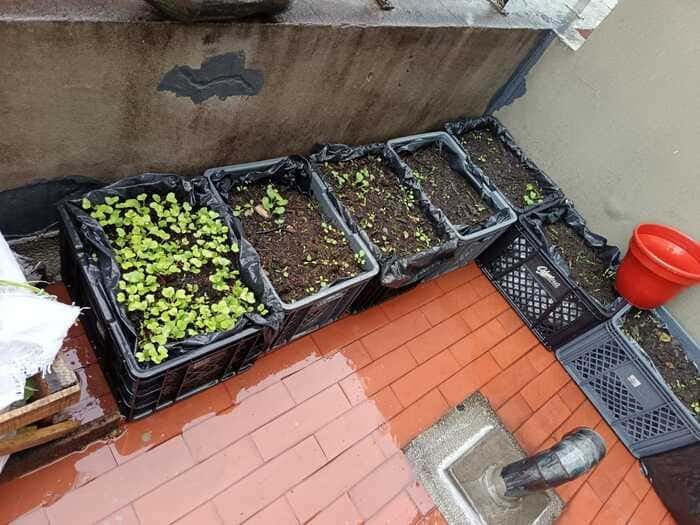 Sembrando para sanar